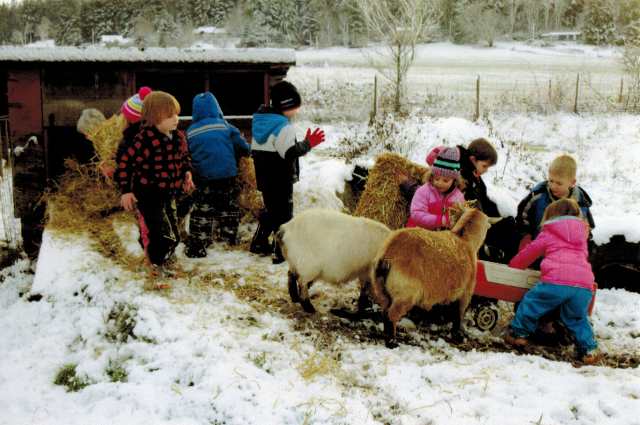 Winter with Gingerbread's goats